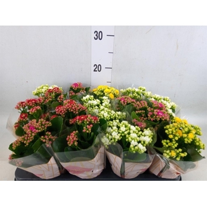Kalanchoe blos.   ..rosebud mix  5