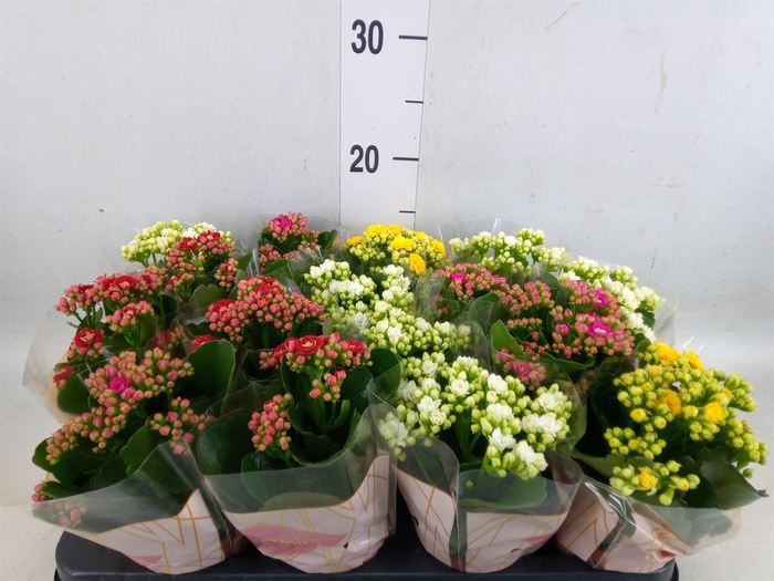 <h4>Kalanchoe blos.   ..rosebud mix  5</h4>