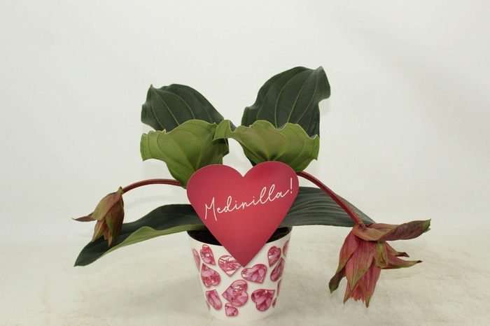 <h4>Potcover Dolce Rossa 2 knop (Medinilla 1 etage)</h4>