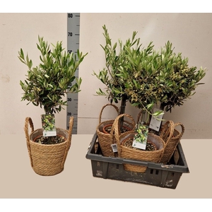 OLEA EUROPAEA