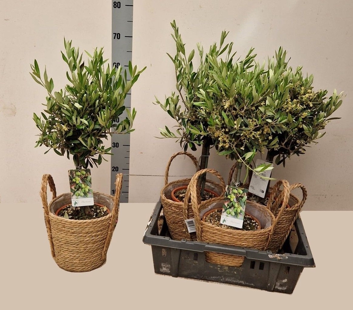 <h4>OLEA EUROPAEA</h4>