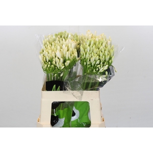 Agapanthus Gletsjer