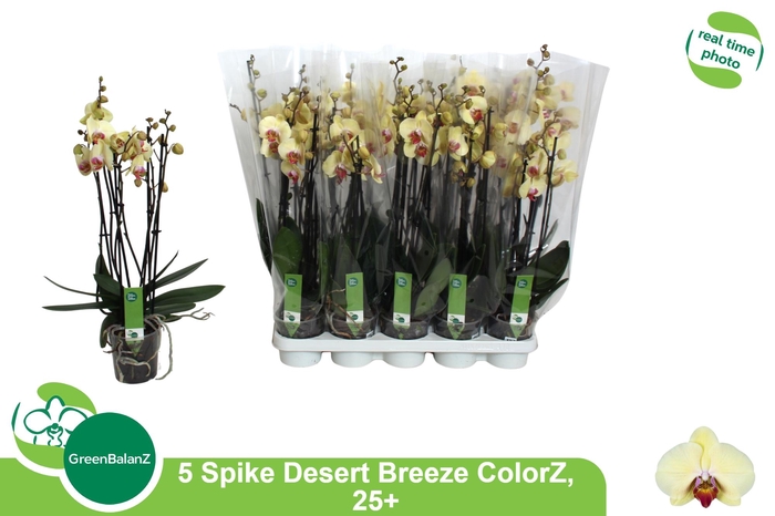 <h4>PHAL DESERT BREEZE</h4>