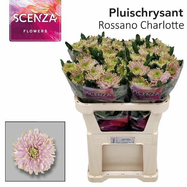 <h4>Chr G Ross Charlotte</h4>