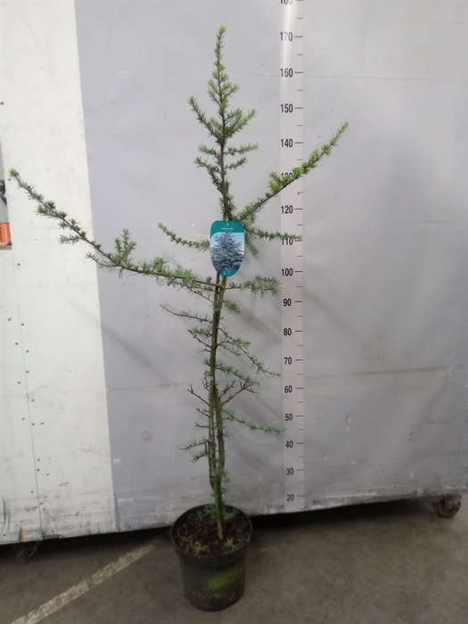 <h4>Cedrus libani 'Glauca'</h4>