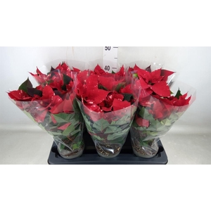 Euphorbia pulc. 'Fantasy Star'