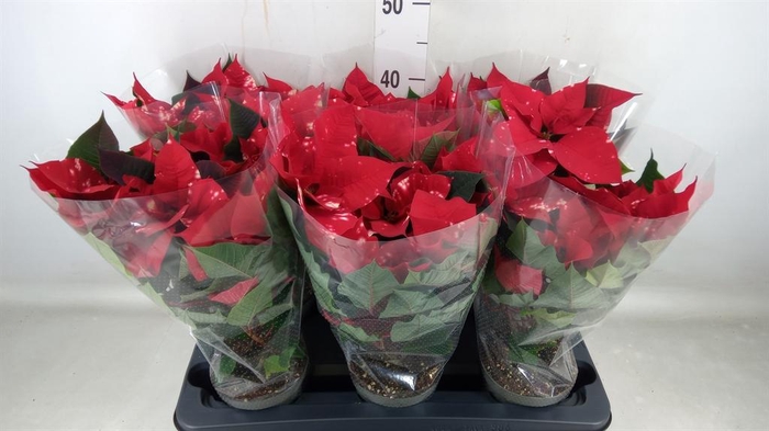 <h4>Euphorbia pulc. 'Fantasy Star'</h4>