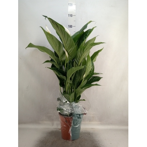 Spathiphyllum  'Sweet Lauretta'