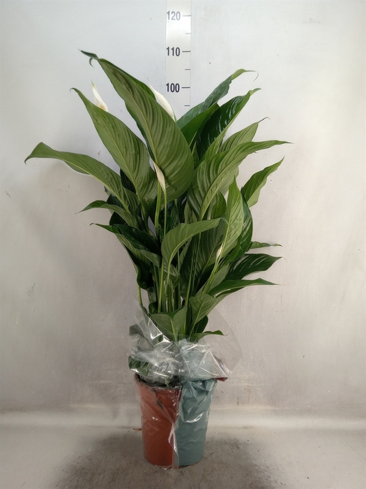 <h4>Spathiphyllum  'Sweet Lauretta'</h4>