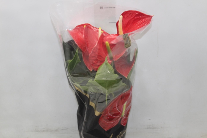 <h4>ANTHURIUM MICHIGAN P17 PREMIUM</h4>