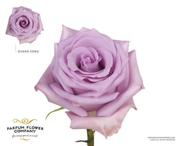 <h4>Rosa Premium Ocean Song</h4>