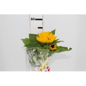 GIRASSOL VINCENT II CHOICE ME S REDE 070 CM