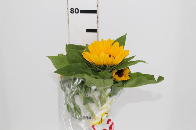 <h4>GIRASSOL VINCENT II CHOICE ME S REDE 070 CM</h4>