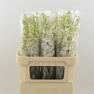 Delphinium Snow White