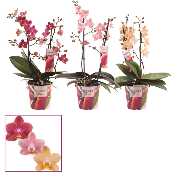 Phalaenopsis gemengd