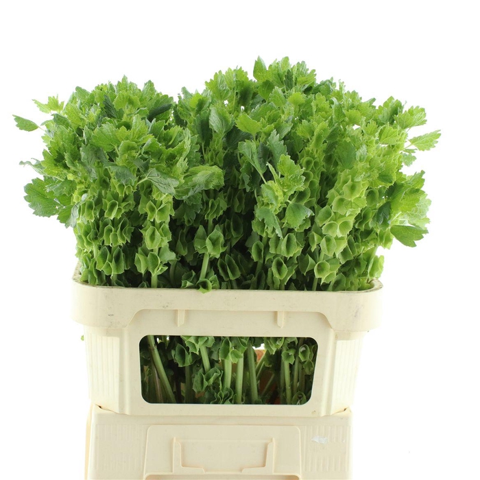 <h4>MOLUCCELLA STUK</h4>
