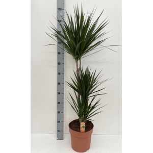 DRA MARGINATA