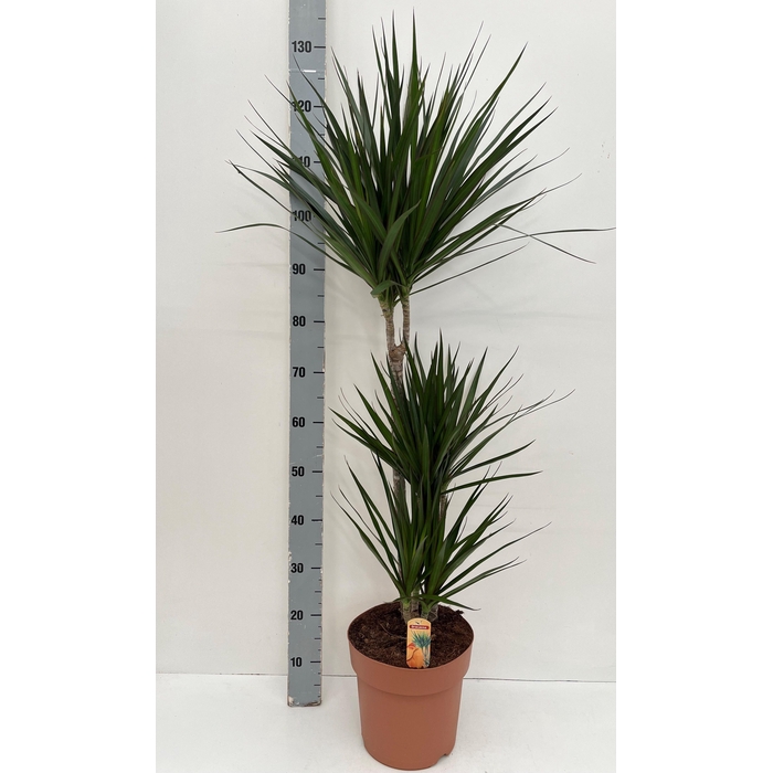 <h4>DRA MARGINATA</h4>