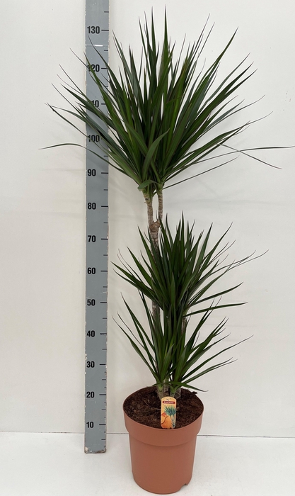 <h4>DRA MARGINATA</h4>