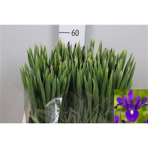 Iris  'Hong Kong'