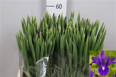 <h4>Iris  'Hong Kong'</h4>