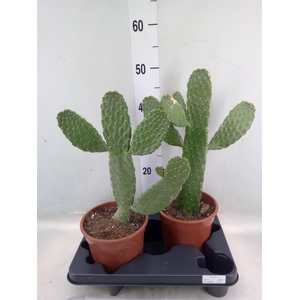 Opuntia