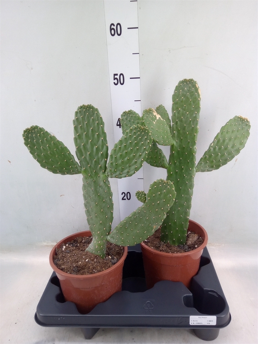 <h4>Opuntia</h4>