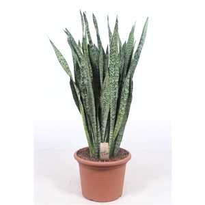 Sansevieria zeylanica