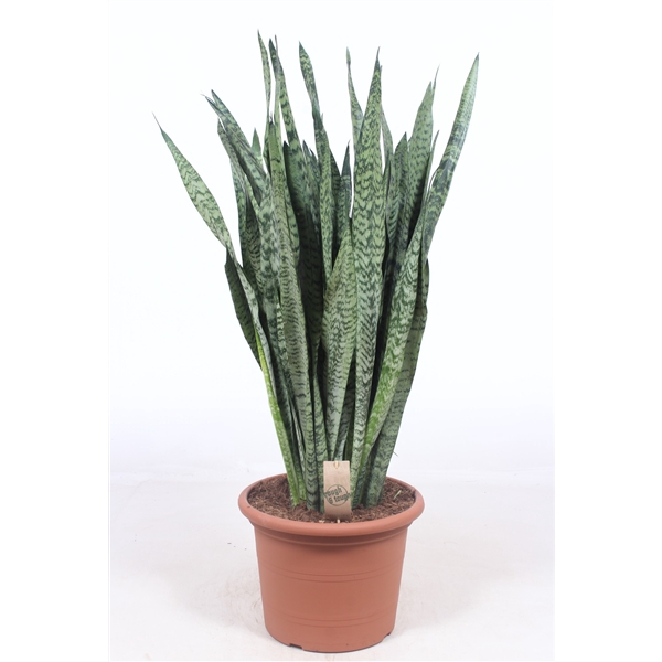 <h4>Sansevieria zeylanica</h4>