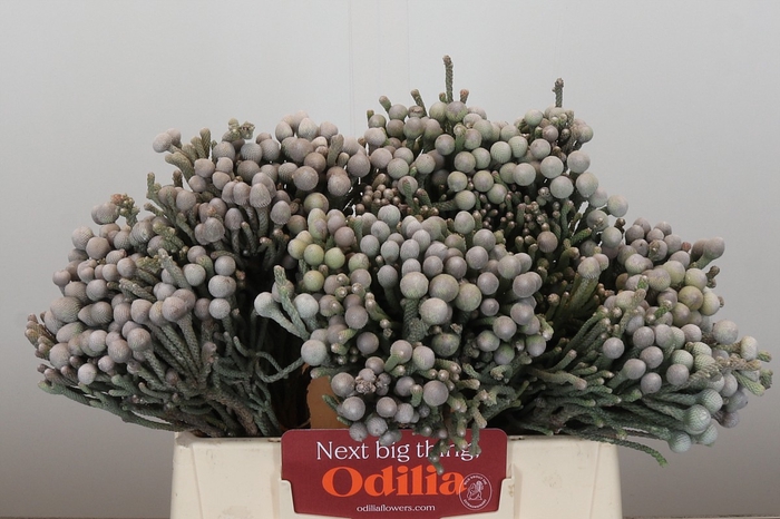 <h4>Kaaps Groen Silver Brunia</h4>