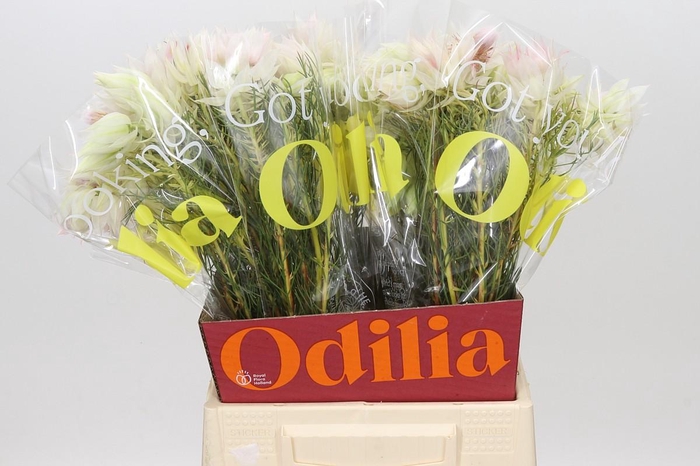 <h4>Blushing Bride 1/3 Flowers</h4>