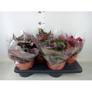 Begonia BD 'Beleaf'   ...mix