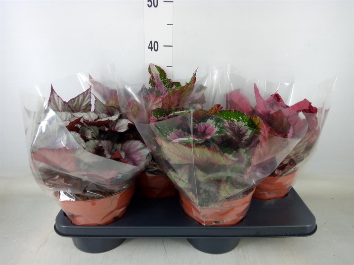 <h4>Begonia BD 'Beleaf'   ...mix</h4>