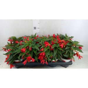 Begonia boliv. 'Beauvilia Red'