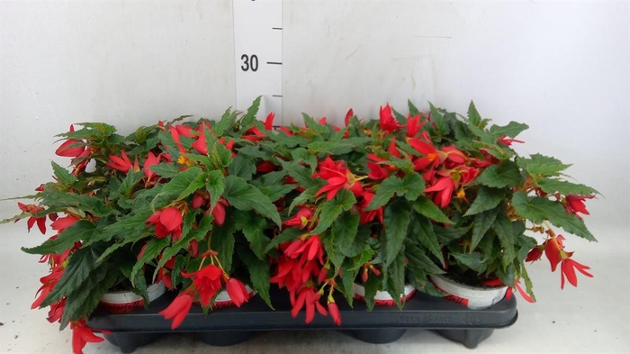 <h4>Begonia boliv. 'Beauvilia Red'</h4>