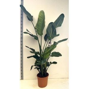 STRELITZIA NICOLAI