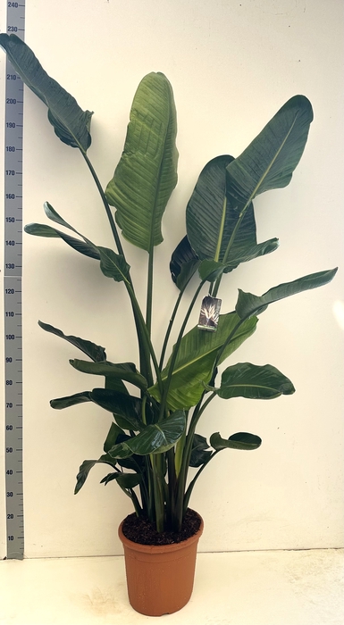<h4>STRELITZIA NICOLAI</h4>