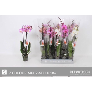 Phalaenopsis   ...mix  7