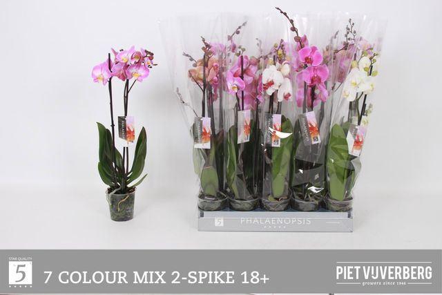 <h4>Phalaenopsis ...mix 7</h4>