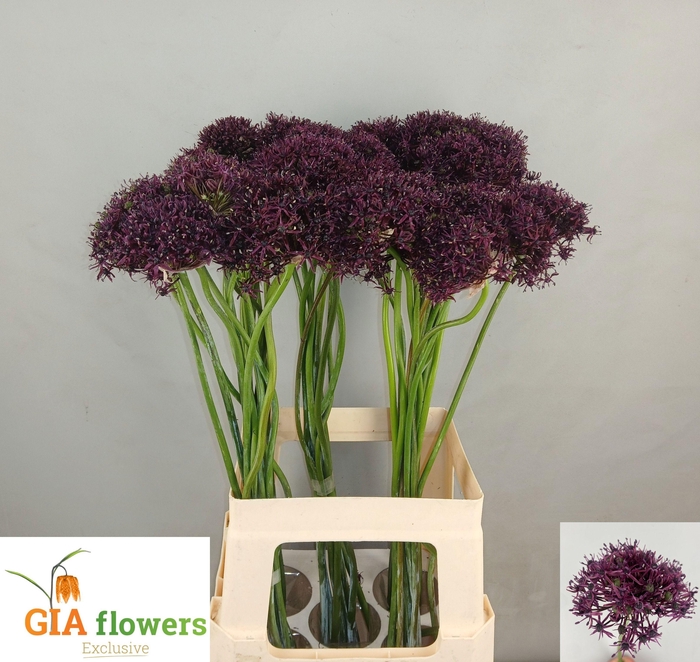 <h4>Allium Atropurpureum</h4>