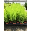 Cupressus macrocarpa 'Goldcrest Wilma'
