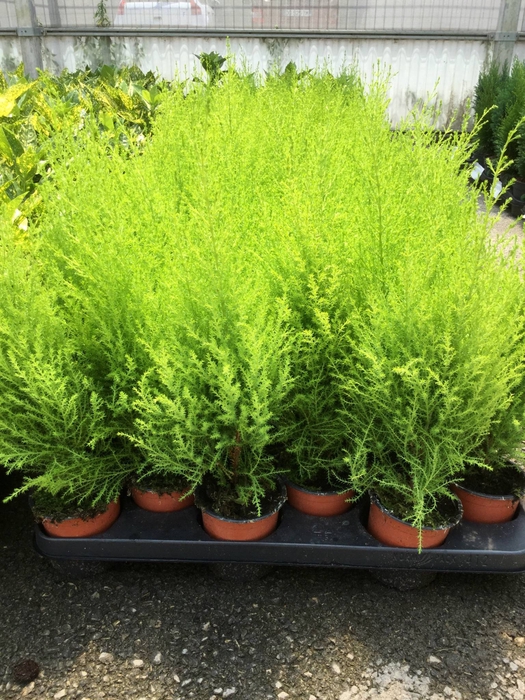 Cupressus macrocarpa 'Goldcrest Wilma'