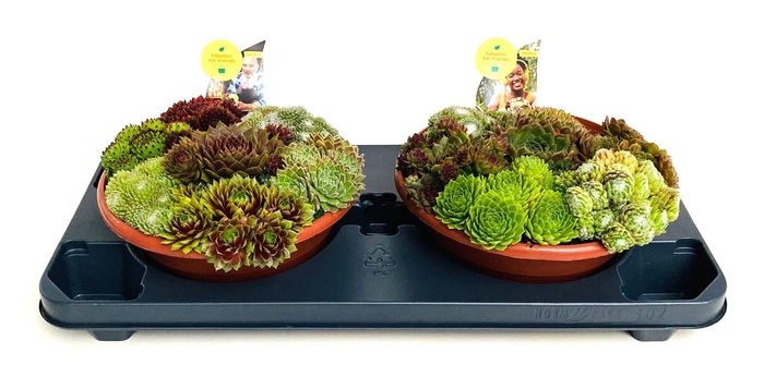 Sempervivum Mix