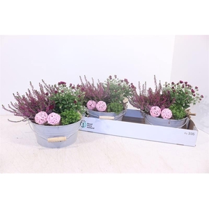 ARR TUINPLANTEN