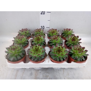 Sempervivum   ...