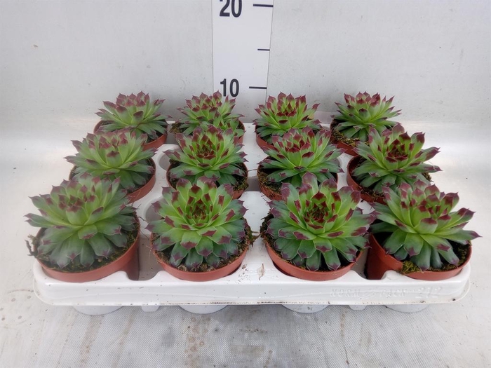 <h4>Sempervivum   ...</h4>