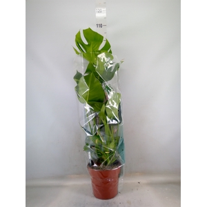 Monstera delic.
