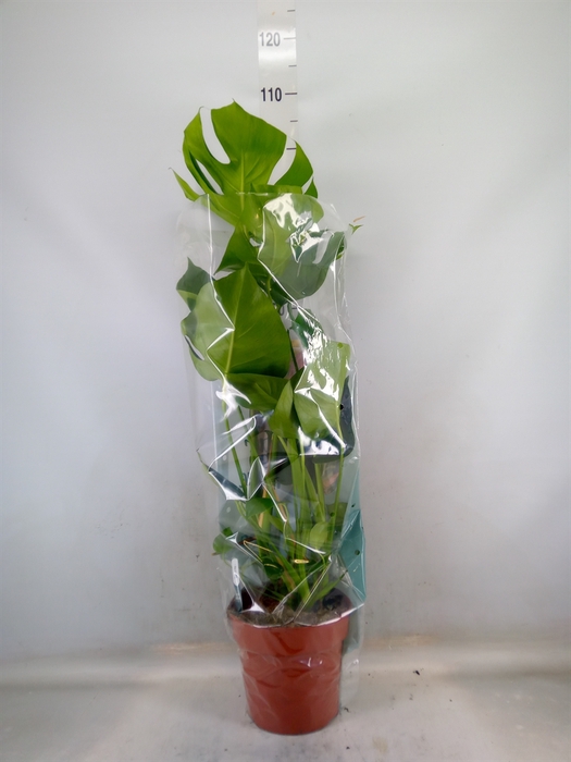 <h4>Monstera delic.</h4>
