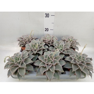 Echeveria   ...