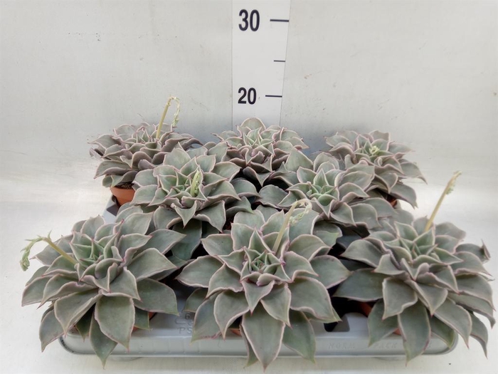 <h4>Echeveria ...</h4>